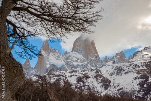 snow covered trees photo