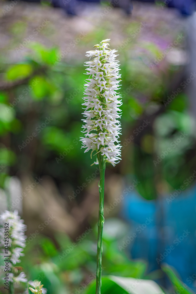 A rare ground orchid (Peristylus constrictus) in Burma. Beautiful white flowers bloom once a year in the rainy season. A rare ground orchid (Peristylus constrictus) in Burma. Beautiful white flowers bloom once a year in the rainy season.