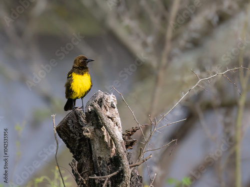 Brown-and-yellow Marshbird on tree stump against gray background photo