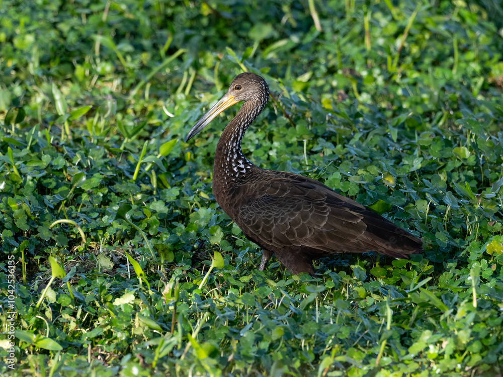 Naklejka premium Limpkin foraging on the pond covered with dense vegetation