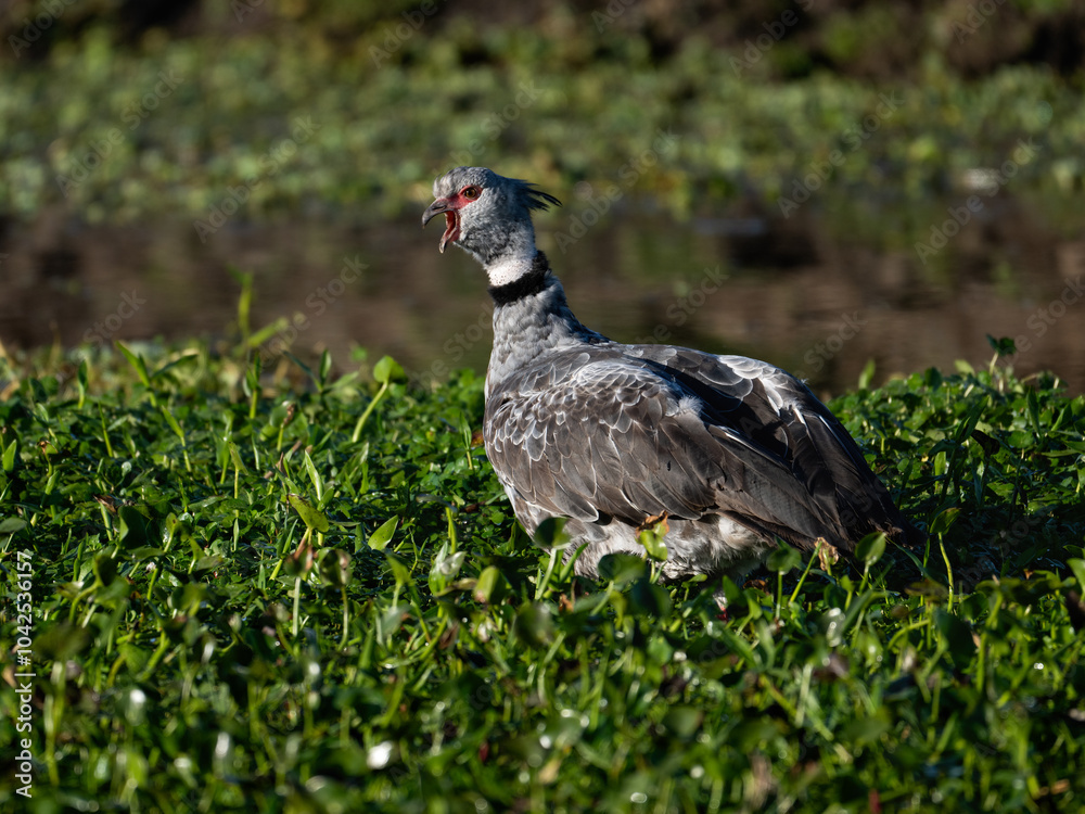 Southern Screamer in flight over the pond covered with dense vegetation Southern Screamer in flight over the pond covered with dense vegetation