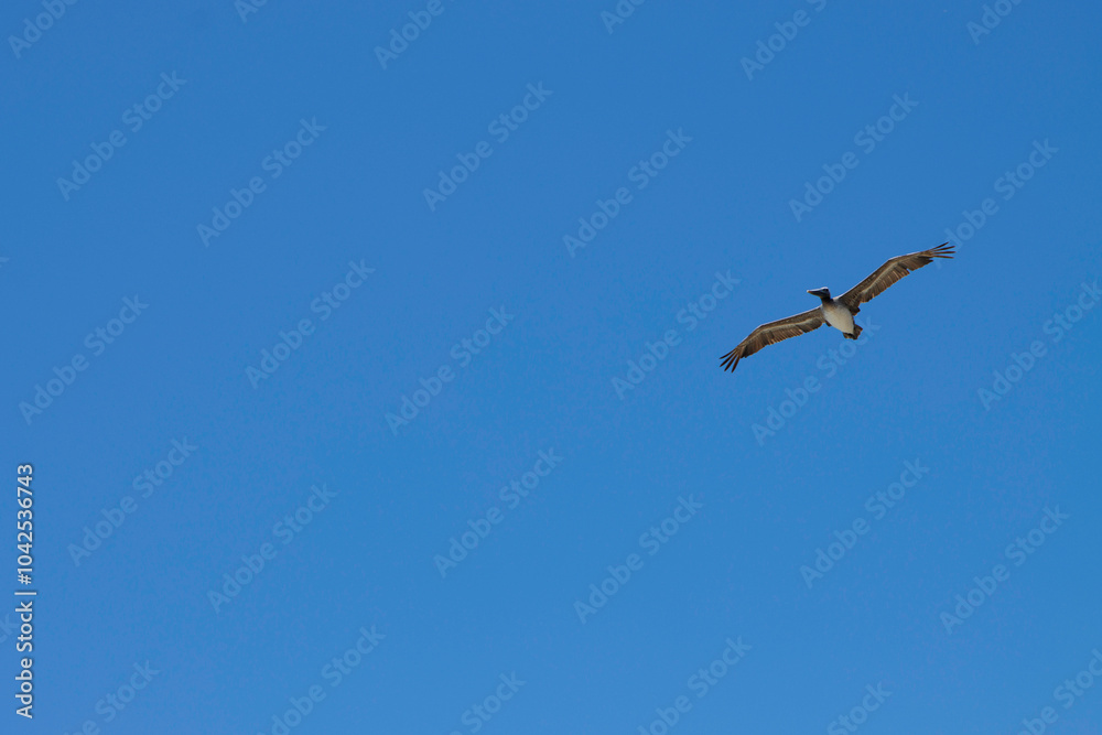 pelican blue sky fly pelican blue sky fly