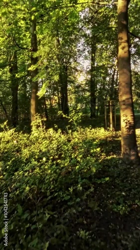 A first-person view FPV drone flight through a park. The drone flies through the trees and over a pond, capturing stunning footage of the scenery.