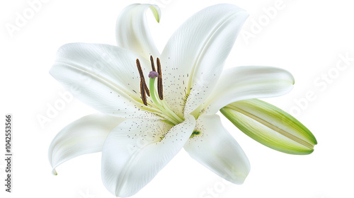 A beautiful white lily flower isolated on a white background, showcasing its delicate petals and natural elegance