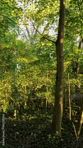 This FPV drone footage takes you on a thrilling journey through a dense forest. The drone flies through narrow gaps between trees, and over and under branches. The lush green leaves of the trees