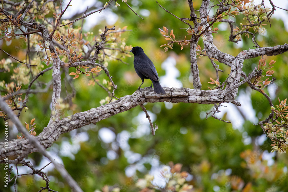 Obraz premium Gnorimopsar chopi, popularly known as graúna, black bird, black assum, cupid, black chick, corn puller, chopim, blackbird or craúna, is a species of bird in the Icteridae family.