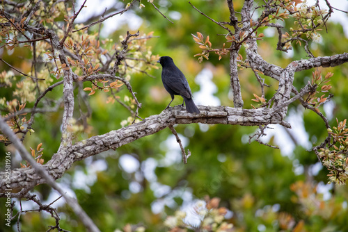 Gnorimopsar chopi, popularly known as graúna, black bird, black assum, cupid, black chick, corn puller, chopim, blackbird or craúna, is a species of bird in the Icteridae family. photo