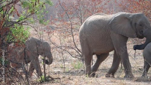 a herd of african elephants walk towards the camera at pilanesberg national park in south africa