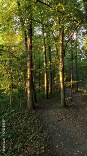 A first-person view FPV flight through a lush green forest. The video is taken from the perspective of a drone flying through the trees. The drone flies through the forest, passing by tall trees and