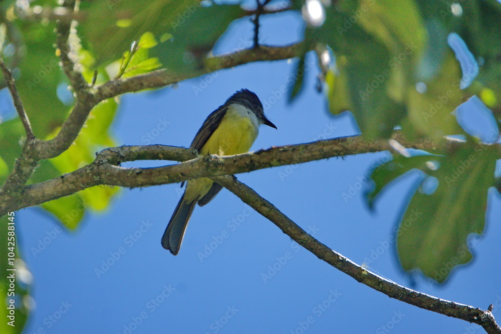 Obraz premium Tropical kingbird (Tyrannus melancholicus) perched in a tree in Cuellaje, Ecuador