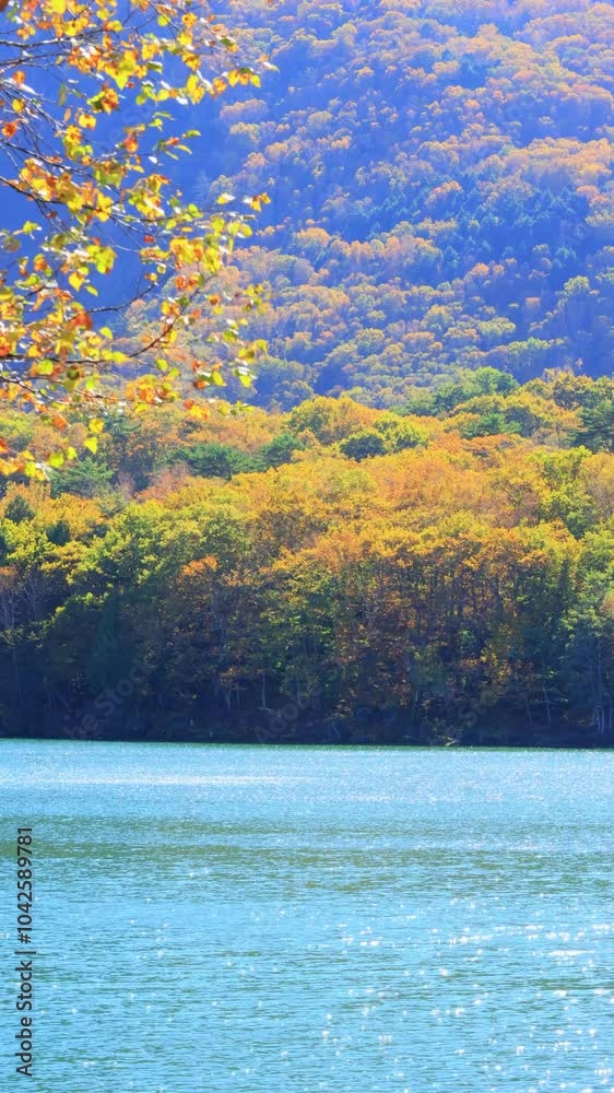 vertical video of autumn landscape with lake vertical video of autumn landscape with lake