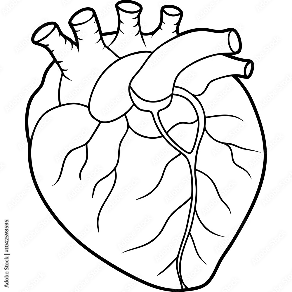 Fototapeta premium Line art of an organ heart vector