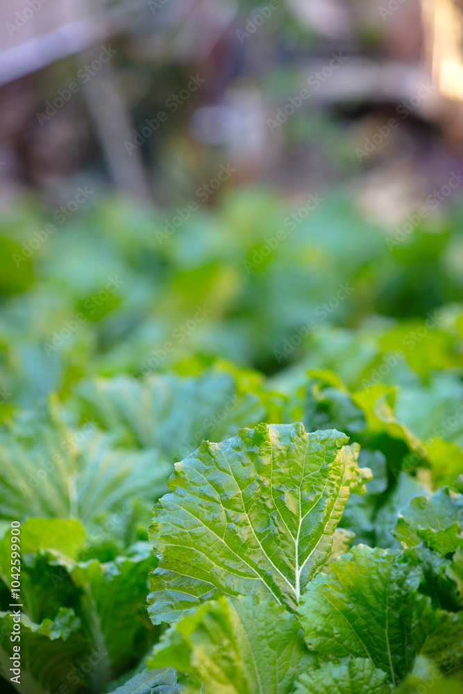 Close-up of cabbage grown in the vegetable garden Close-up of cabbage grown in the vegetable garden