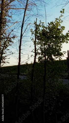 A first-person view FPV drone flight through a lush green forest. The drone flies through the trees, over a river, and past a clearing. The video is taken in the morning or evening, as the sun is