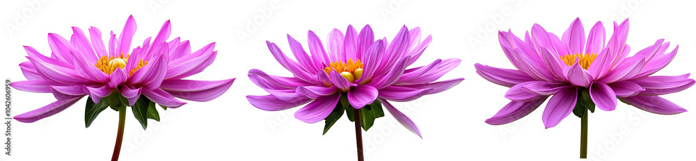 High-Quality PNG Dahlia cactus rose en début de floraison Isolated on White Background – High Resolution High-Quality PNG Dahlia cactus rose en début de floraison Isolated on White Background – High Resolution