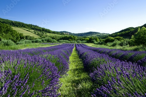 Lavender field with rows of purple flowers under a blue sky.