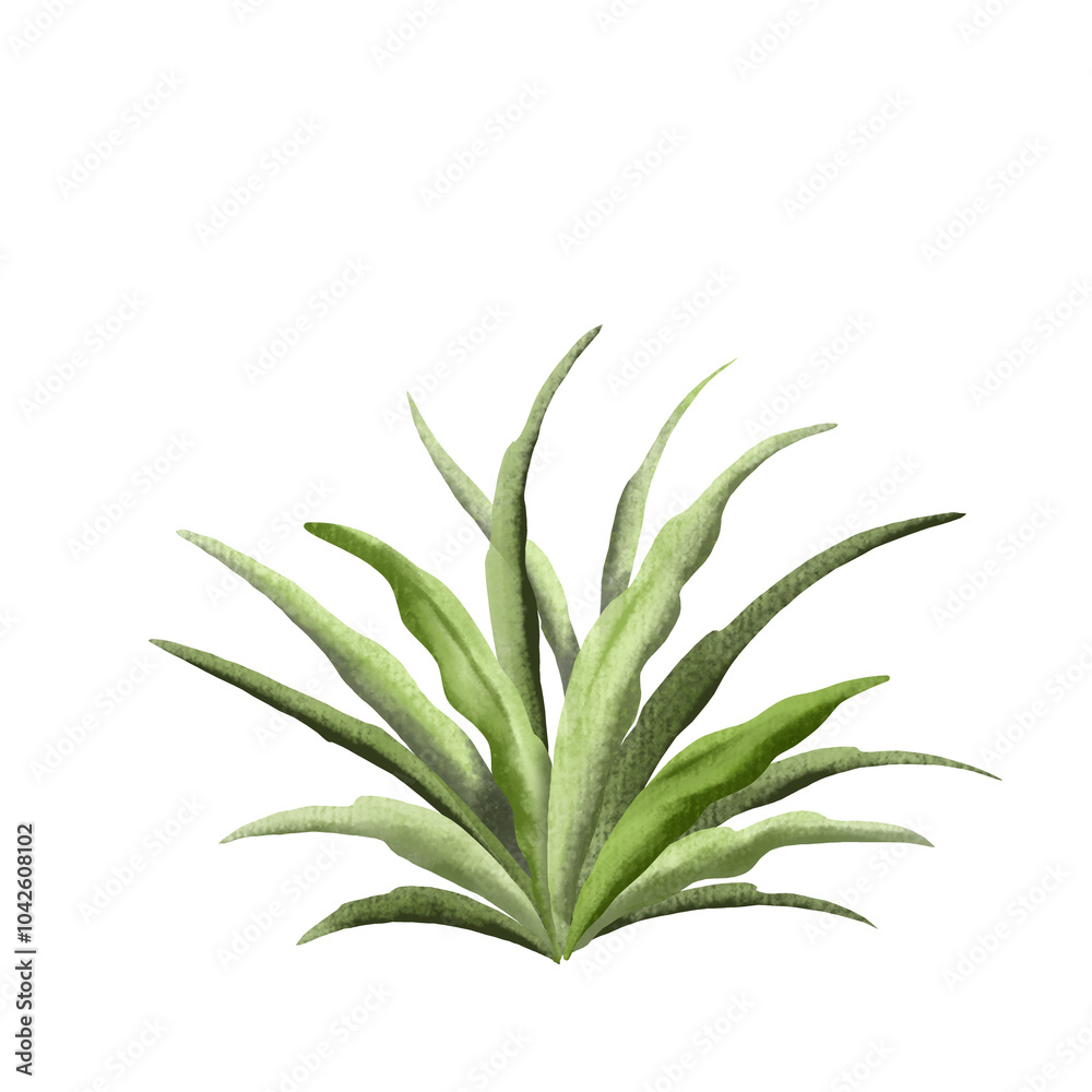 Agave plant illustration Agave plant illustration