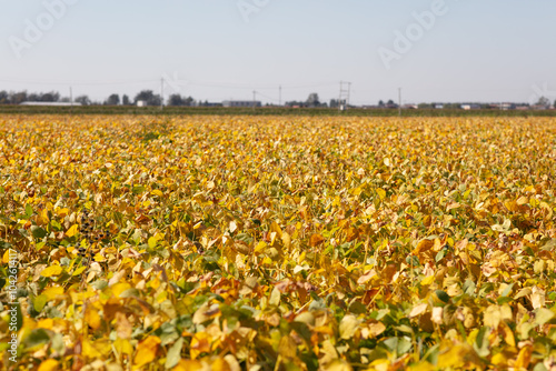 Soybean farmland in autumn