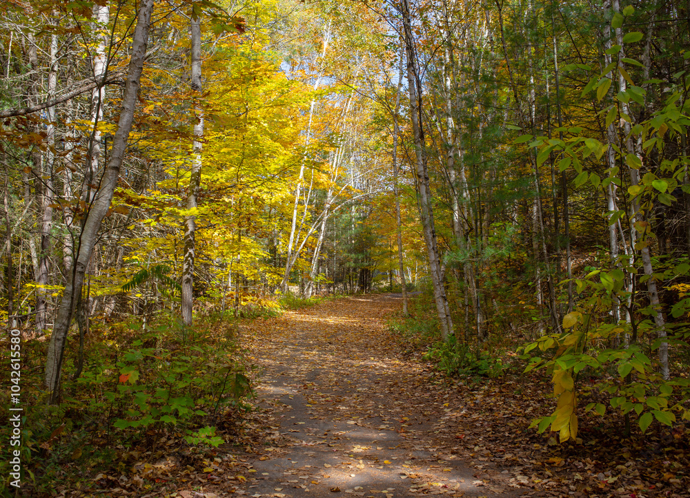 Forest path covered with leaves in autumn. Forest path covered with leaves in autumn.