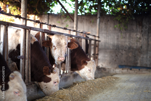 Cows eating feed in a farm photo