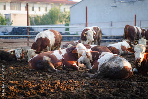 Cows resting leisurely in the cowshed photo