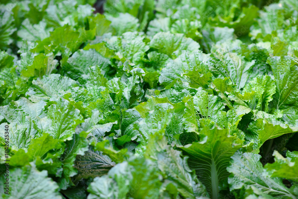 Cabbage grown in the vegetable garden Cabbage grown in the vegetable garden