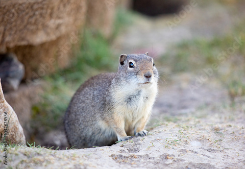 Prairie dog front view cute