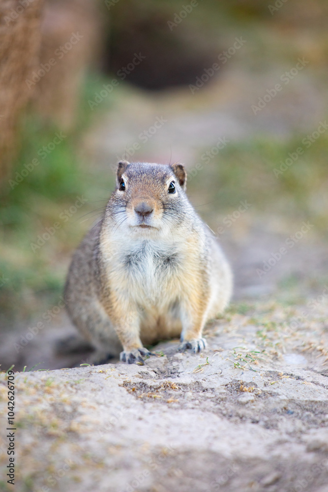 Front view of sitting unit ground squirrel in Utah Front view of sitting unit ground squirrel in Utah