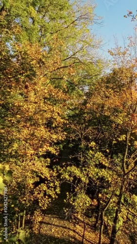 A first-person view FPV flight through a colorful autumn forest. The video is taken from the perspective of a drone flying through the trees. The drone flies through the forest, passing by colorful