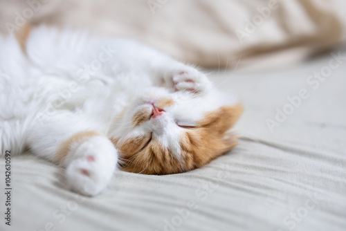 ベッドで気持ちよさそうに眠る折れ耳スコティッシュフォールドの子猫 photo