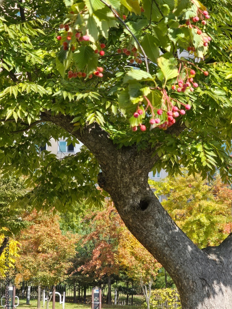 Obraz premium tree in autumn