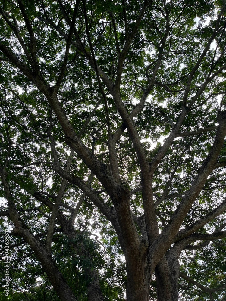 Fototapeta premium A majestic tree with sprawling branches casts a dappled shade, its leaves forming a natural canopy against the sky. Sunlight filters through the foliage, creating a serene and peaceful atmosphere.