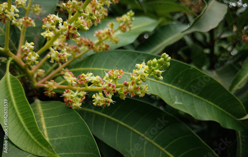 Blossoming Mango Flowers