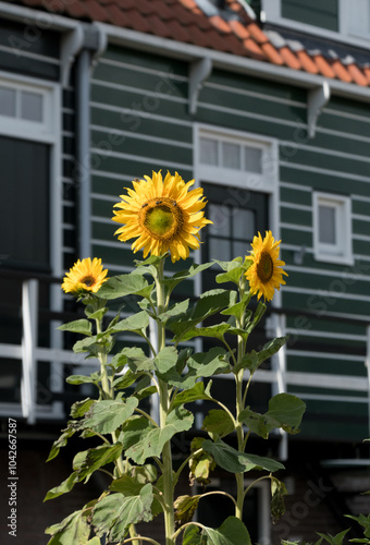 Tall sunflowers in front of traditional green wooden house in Marken photo