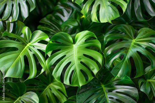 A close up of a bunch of green leaves