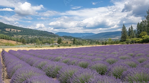 Lavender Field Under Blue Sky with Mountains