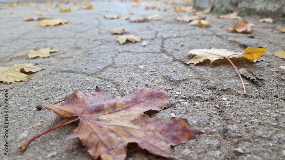 Autumn fallen leaves. Fallen leaves lie on the road Autumn fallen leaves. Fallen leaves lie on the road