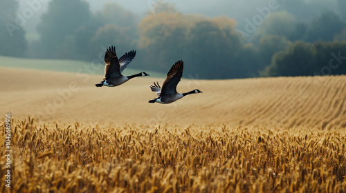 A pair of wild geese flying over a farm field covered in golden crops during Thanksgiving.