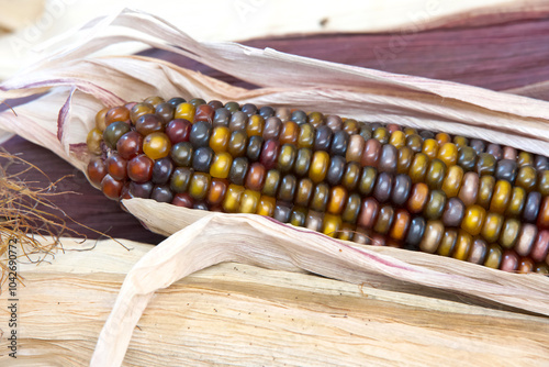 Close up of Flint, Indian Corn in the husks one ear with husk pulled back to show colorful kernels of corn.