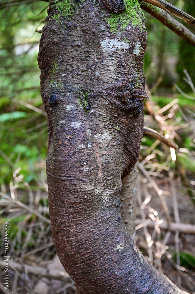 Fototapeta premium Baumrinde einer Erle (Alnus) in Form eines Rüssel eines Elefanten