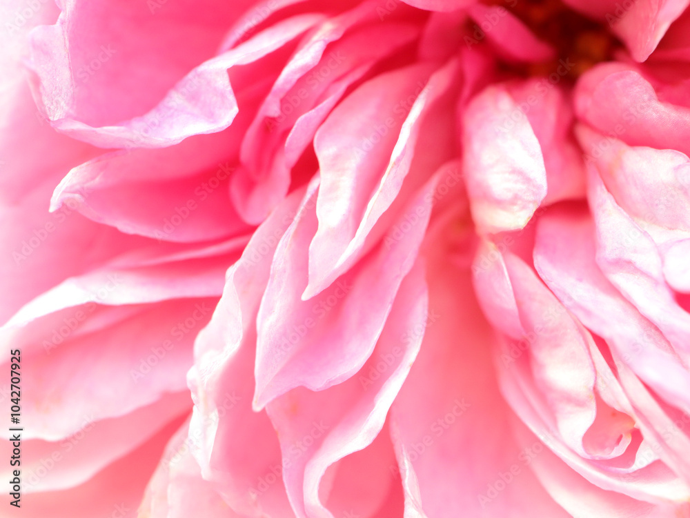 Fototapeta premium ピンクローズの花びら