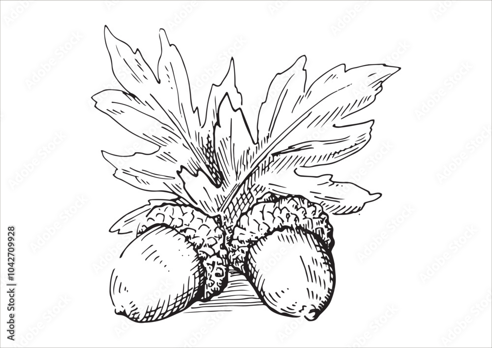 どんぐりと枝葉の線画イラスト 秋から冬の植物 白黒のベクター素材