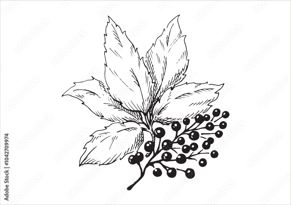木の実と枝葉の線画イラスト 秋から冬の植物 白黒のベクター素材
