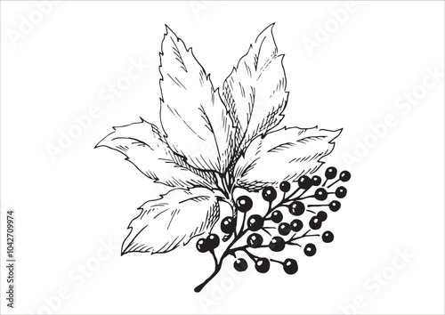 Obraz na płótnie 木の実と枝葉の線画イラスト 秋から冬の植物 白黒のベクター素材 w salonie