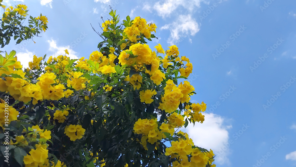 Fototapeta premium Trumpet vine and blue sky background, yellow flowers on blue sky background