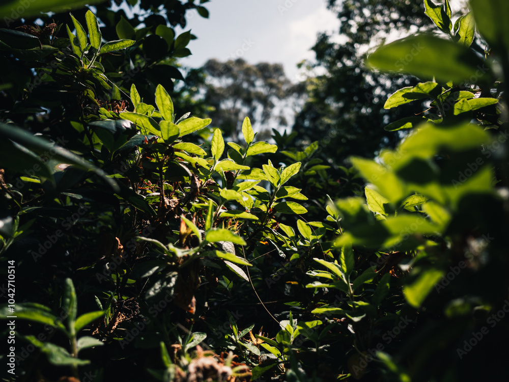 green leaves and sun green leaves and sun
