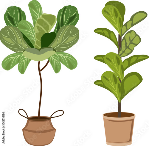 Potted Fiddle Leaf Fig Plants Illustration