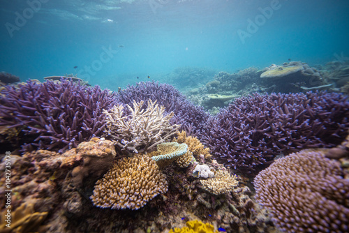 Fototapeta Naklejka Na Ścianę i Meble -  Beautiful hard coral on shallow coral reef