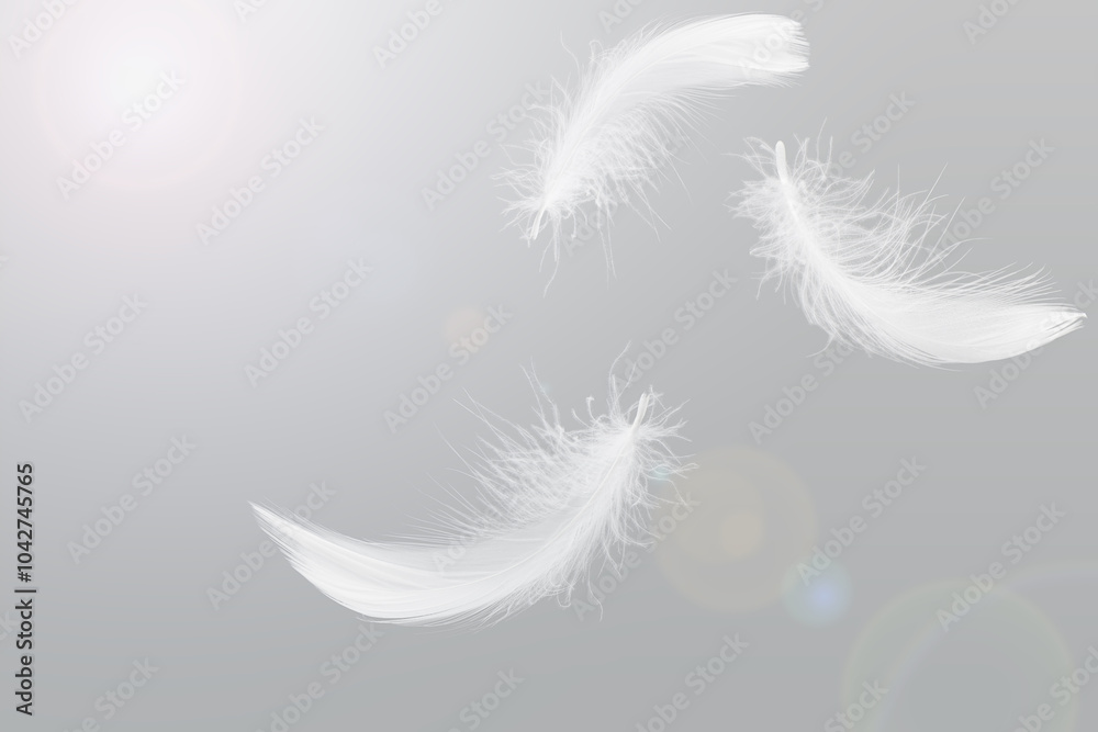 Obraz premium White Feathers Floating in The Sky. Fluffy Downy, Flying Feathers. Softness of Feathers falling in Heavenly. 