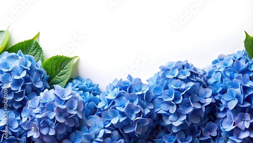 horizontal border with blue hydrangea flowers on white background